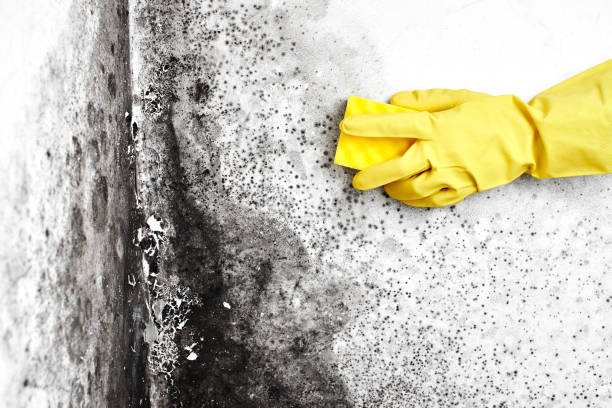 Best Mold Damage Repair  in Inniswold, LA
