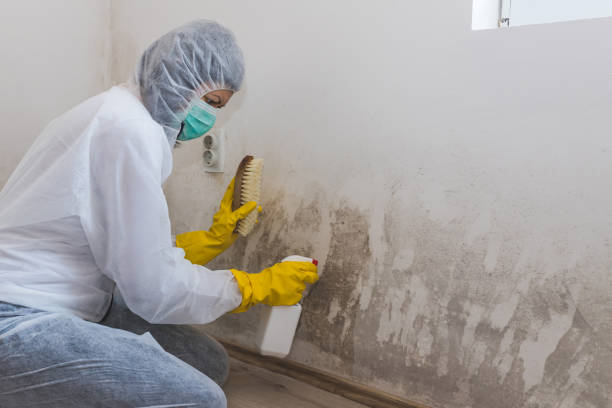 Best Residential Mold Removal  in Inniswold, LA