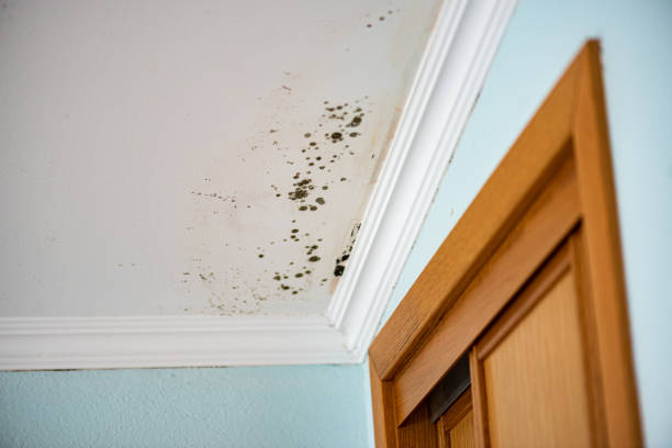 Best Emergency Mold Removal  in Inniswold, LA