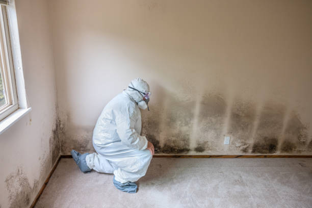 Best Professional Mold Removal  in Inniswold, LA